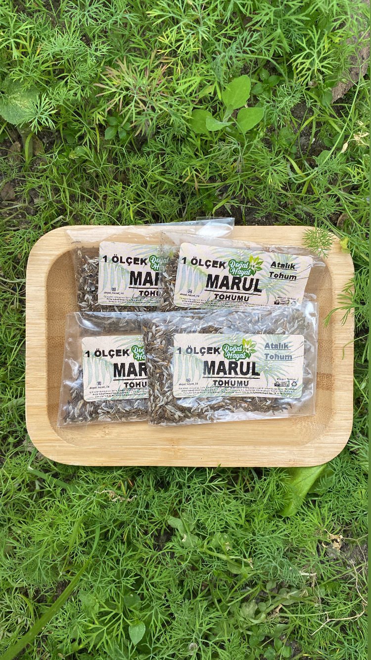 Kıvırcık marul tohumu