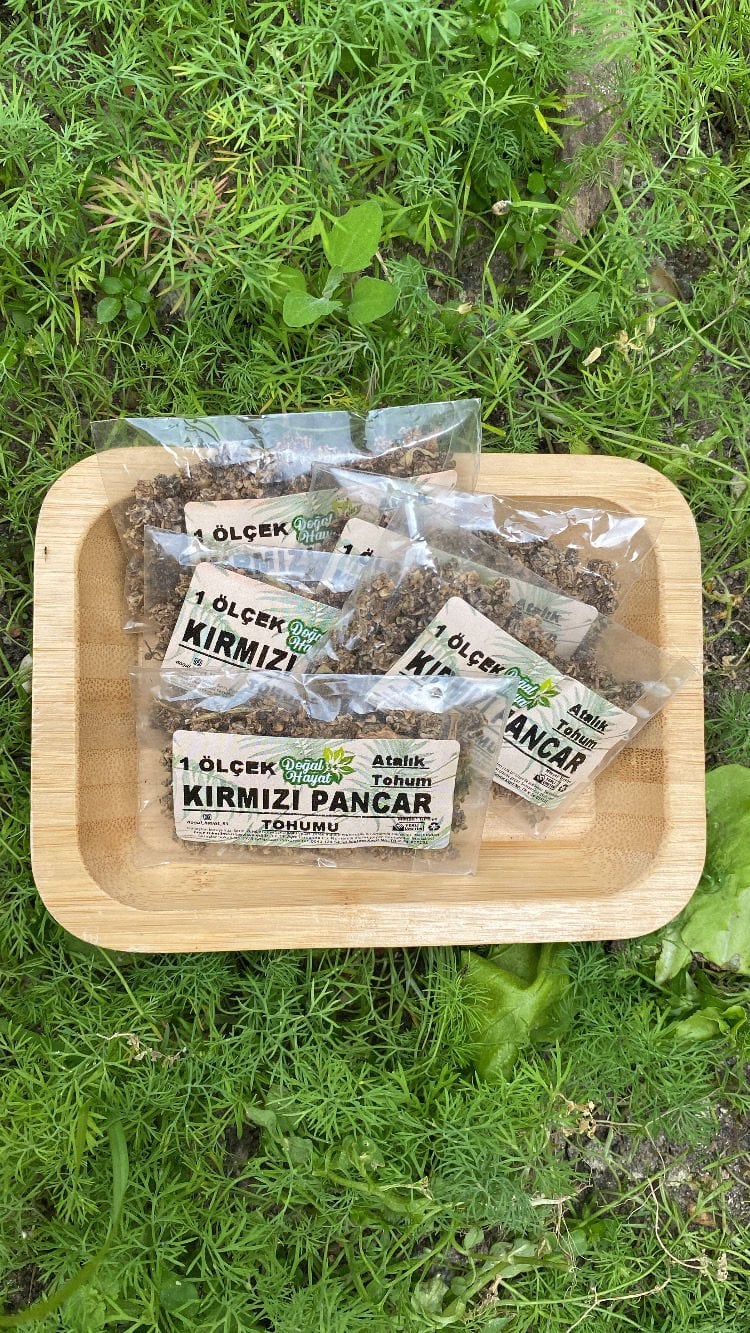Kırmızı pancar tohumu