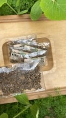 Kırmızı pancar tohumu