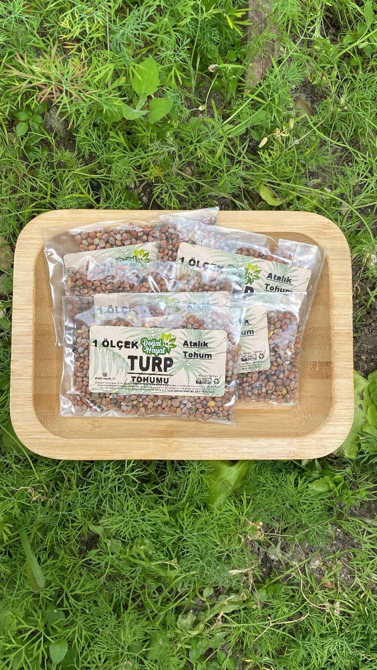 Turp tohumu