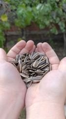 AY ÇEKİRDEĞİ 200 GR