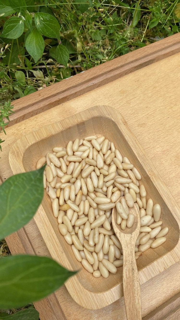 Çam Fıstığı 10 Gr