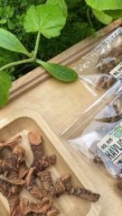 Havlıcan Kökü 50 Gr