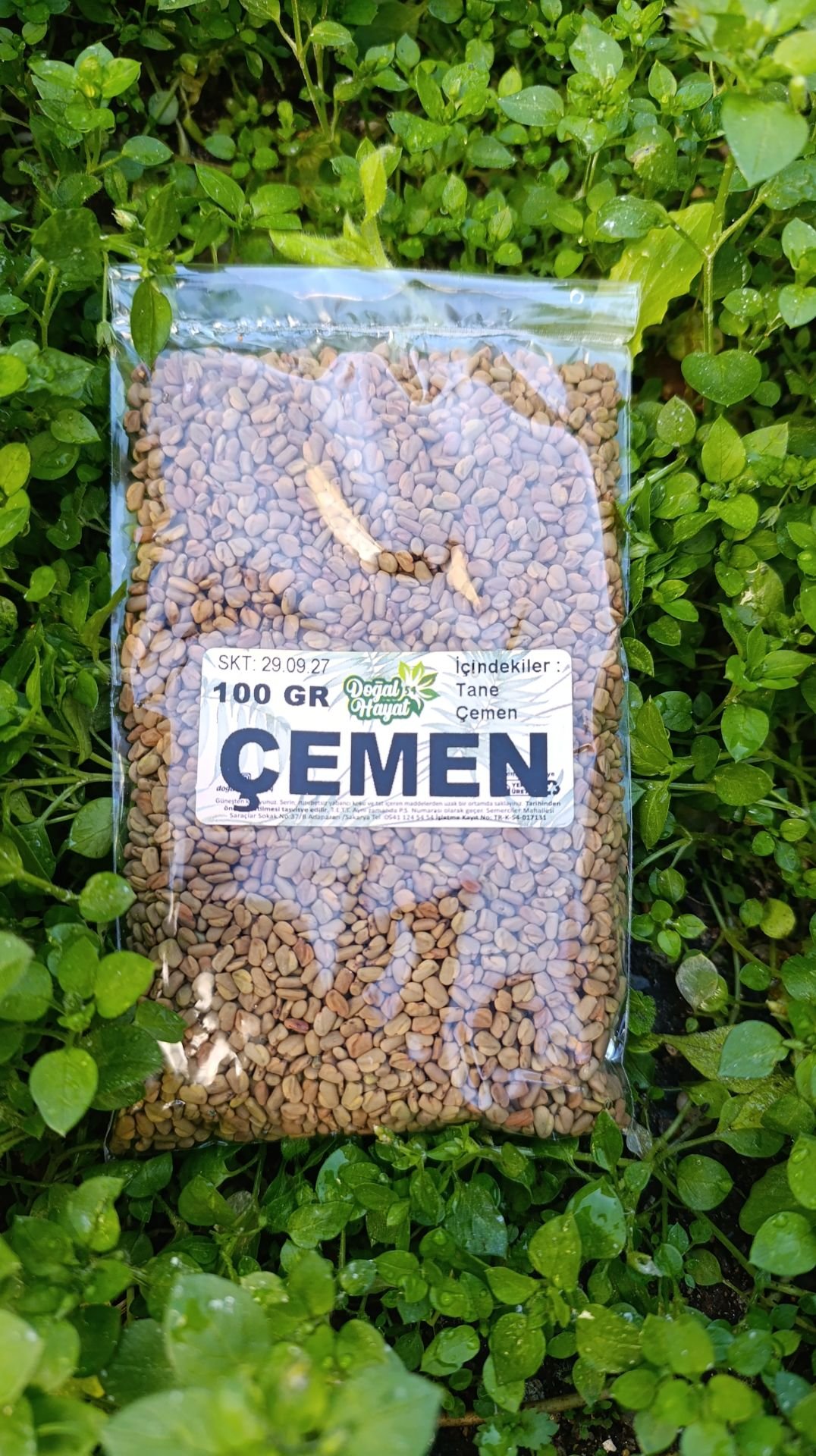 TANE ÇEMEN