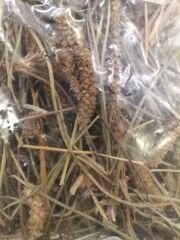 Sinirli Otu 50 Gr
