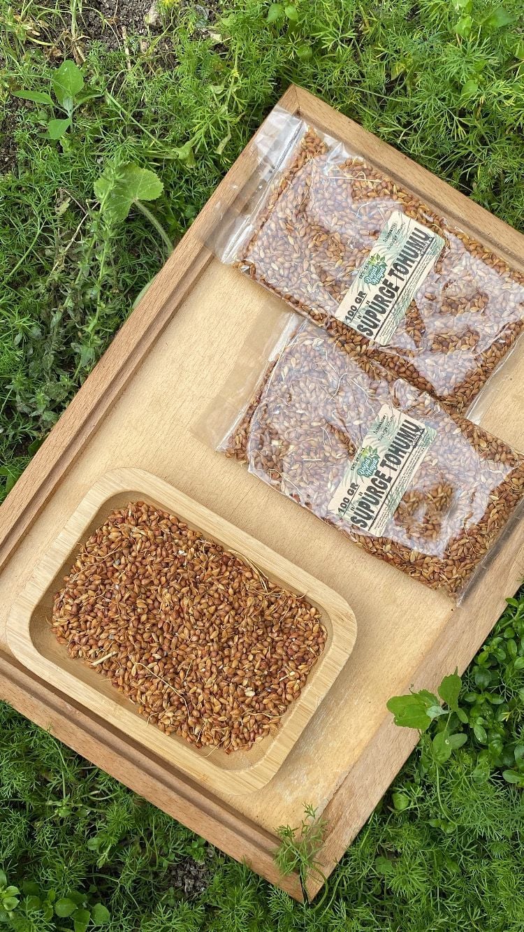 Süpürge Tohumu 100 Gr