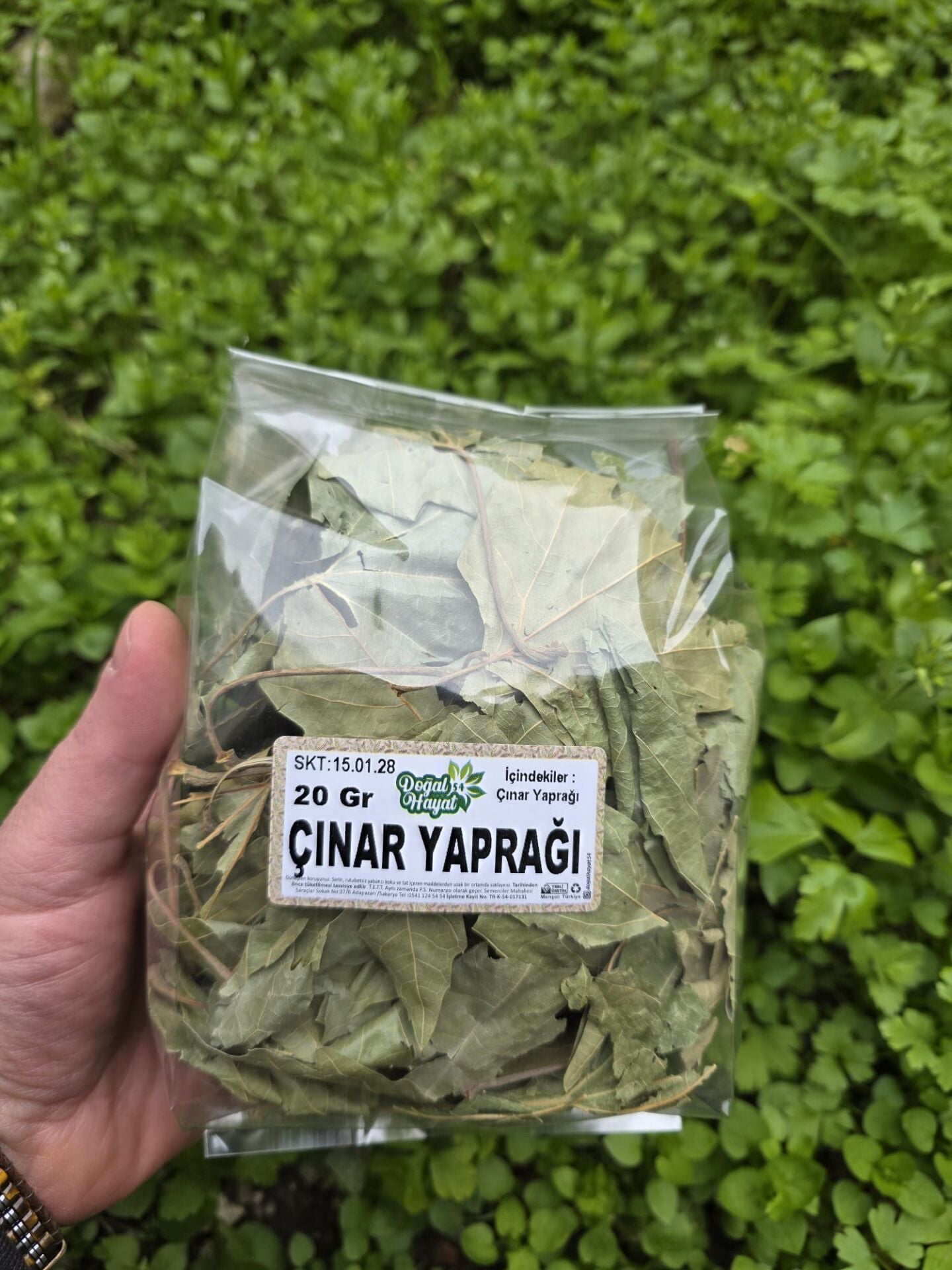 ÇINAR YAPRAĞI  20 GR