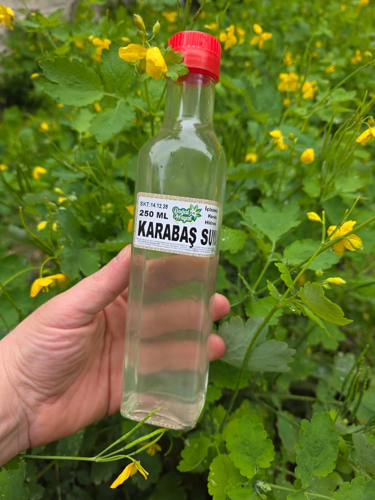 KARABAŞ OTU SUYU 250 ML