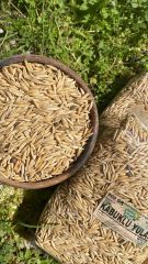 Kabuklu (Tane) Yulaf 500 Gr