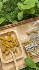 Zerdeçal Kök 60 Gr