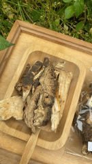 Çakşır Kökü 50 Gr