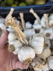 KASTAMONU TAŞKÖPRÜ SARIMSAK DEMET