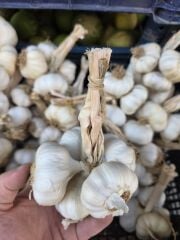 KASTAMONU TAŞKÖPRÜ SARIMSAK DEMET