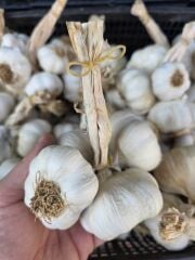 KASTAMONU TAŞKÖPRÜ SARIMSAK DEMET