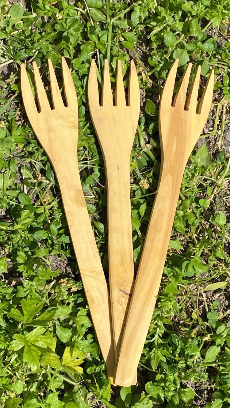 Şimşir çatal 18-20 cm